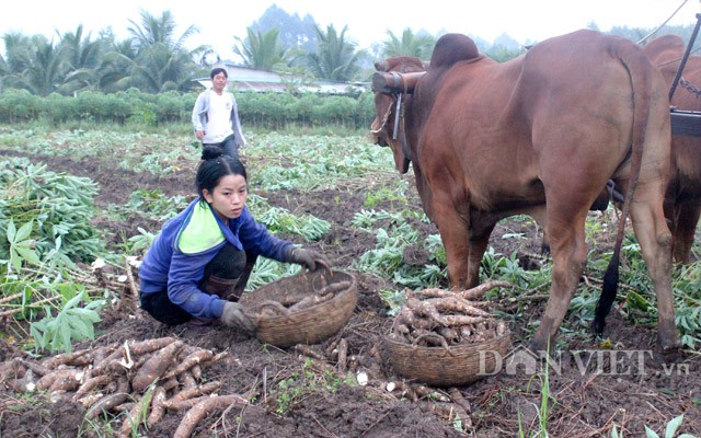 Giá nhích lên, xuất khẩu sắn Việt Nam có dấu hiệu khởi sắc - Ảnh 3. Giá nhích lên, xuất khẩu sắn Việt Nam có dấu hiệu khởi sắc - Ảnh 3.