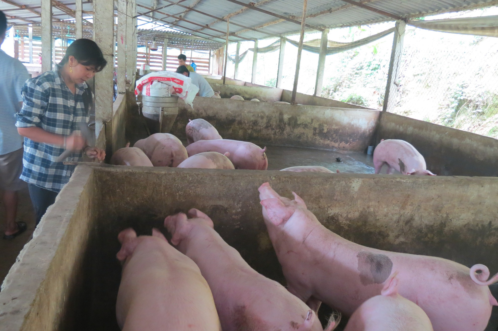 Giá heo hơi hôm nay 6/10: Bắc đạt đỉnh 55.000đ/kg, Nam tiến sát - Ảnh 1. Giá heo hơi hôm nay 6/10: Bắc đạt đỉnh 55.000đ/kg, Nam tiến sát - Ảnh 1.