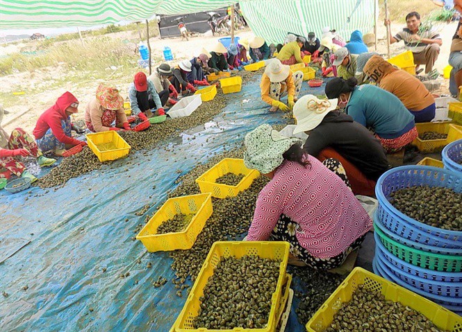 Trung Quốc ngừng mua, giá ốc hương giảm sâu suốt 6 tháng - Ảnh 1. Trung Quốc ngừng mua, giá ốc hương giảm sâu suốt 6 tháng - Ảnh 1.