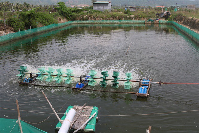 Trung Quốc ngừng mua, giá ốc hương giảm sâu suốt 6 tháng - Ảnh 3. Trung Quốc ngừng mua, giá ốc hương giảm sâu suốt 6 tháng - Ảnh 3.