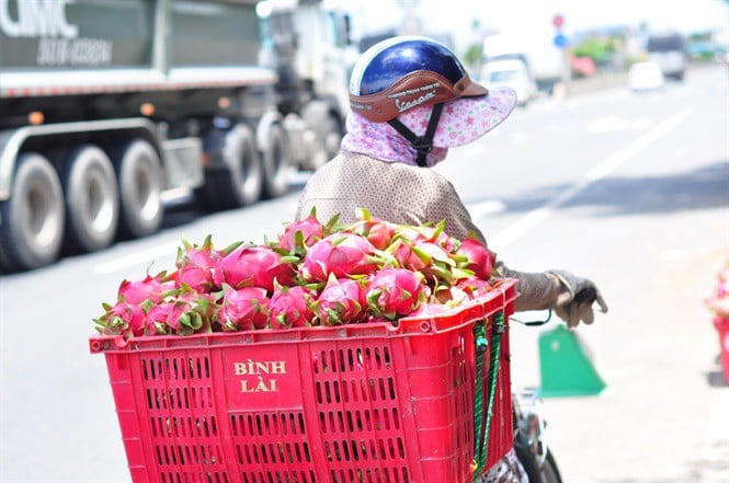 Nông dân làm mứt, rượu vang thanh long để xuất khẩu - Ảnh 2. Nông dân làm mứt, rượu vang thanh long để xuất khẩu - Ảnh 2.