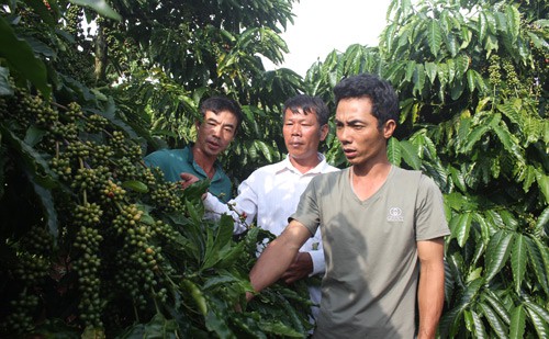 Cà phê mất mùa kép, người trồng tự chế biến mang đi bán - Ảnh 1. Cà phê mất mùa kép, người trồng tự chế biến mang đi bán - Ảnh 1.
