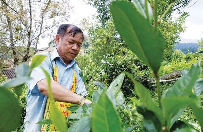 Hàng ngày ông “khăn gói quả mướp” lên rừng từ 6-7h sáng đến chiều muộn mới về. Hàng ngày ông “khăn gói quả mướp” lên rừng từ 6-7h sáng đến chiều muộn mới về.