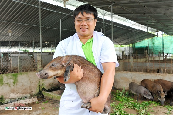 Nuôi heo rừng nuôi bằng thảo dược giá bán đang tăng cao ở ĐBSCL.