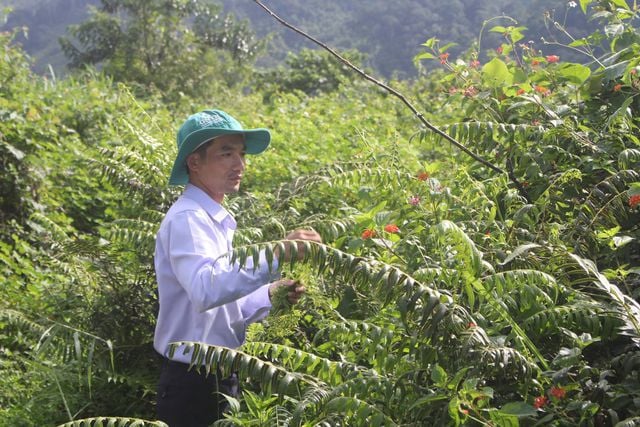 Những cây rau dớn thường mọc trên dãy Trường Sơn.