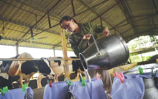Chăn nuôi bò sữa giúp gia đình chị Đoan có thu nhập tiền tỷ. Chăn nuôi bò sữa giúp gia đình chị Đoan có thu nhập tiền tỷ.