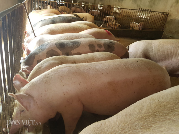 Giá heo hơi hôm nay 10/11: Tăng "nóng" khắp nơi, cao nhất 75.000 đ/kg - Ảnh 1. Giá heo hơi hôm nay 10/11: Tăng "nóng" khắp nơi, cao nhất 75.000 đ/kg - Ảnh 1.