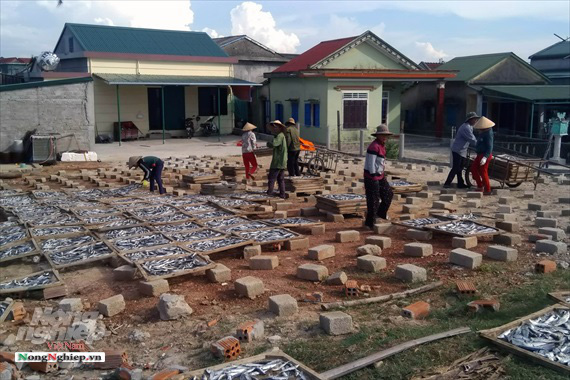 Lao đao làng nghề hấp cá xuất khẩu - Ảnh 10. Lao đao làng nghề hấp cá xuất khẩu - Ảnh 10.