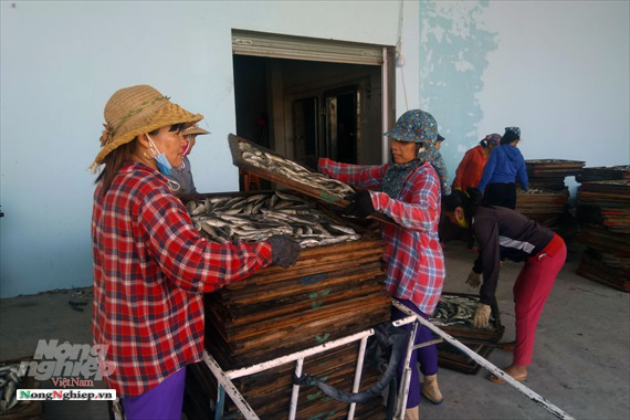 Lao đao làng nghề hấp cá xuất khẩu - Ảnh 3. Lao đao làng nghề hấp cá xuất khẩu - Ảnh 3.