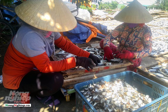 Lao đao làng nghề hấp cá xuất khẩu - Ảnh 6. Lao đao làng nghề hấp cá xuất khẩu - Ảnh 6.