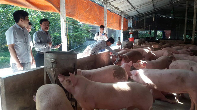 Giá heo hơi tăng cao, chợ lợn lớn nhất miền Bắc buôn bán tấp nập - Ảnh 1. Giá heo hơi tăng cao, chợ lợn lớn nhất miền Bắc buôn bán tấp nập - Ảnh 1.