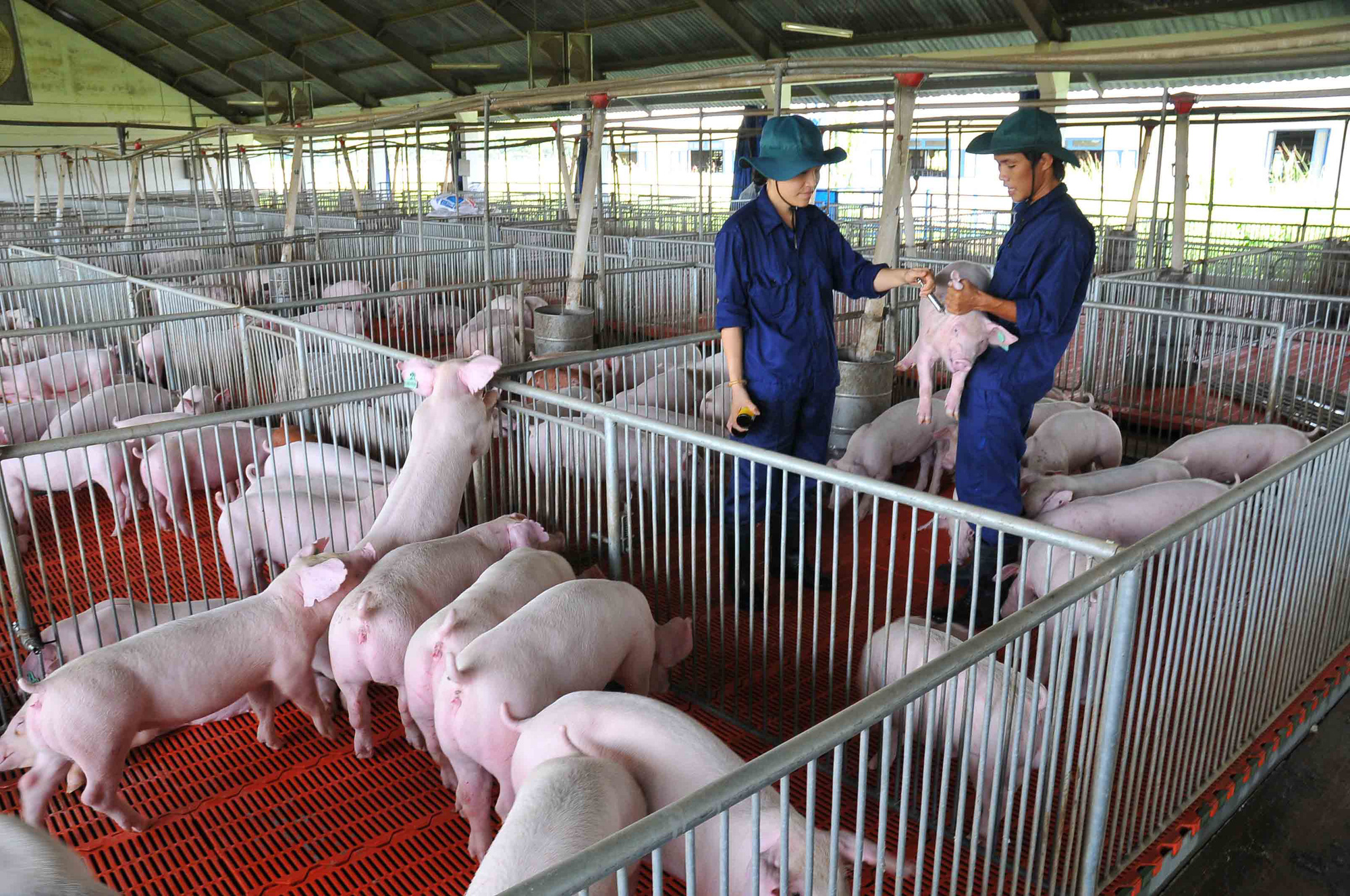 Giá heo hơi hôm nay 19/11: Lên 76.000đ/kg, sẽ nhập khẩu thịt lợn để kìm giá - Ảnh 1. Giá heo hơi hôm nay 19/11: Lên 76.000đ/kg, sẽ nhập khẩu thịt lợn để kìm giá - Ảnh 1.