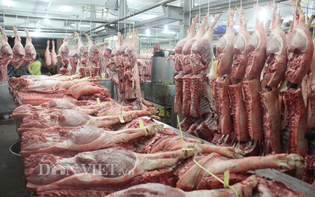 Giá heo hơi hôm nay 21/11: Mỗi nơi 1 giá, thương lái "săn" từng con - Ảnh 1. Giá heo hơi hôm nay 21/11: Mỗi nơi 1 giá, thương lái "săn" từng con - Ảnh 1.
