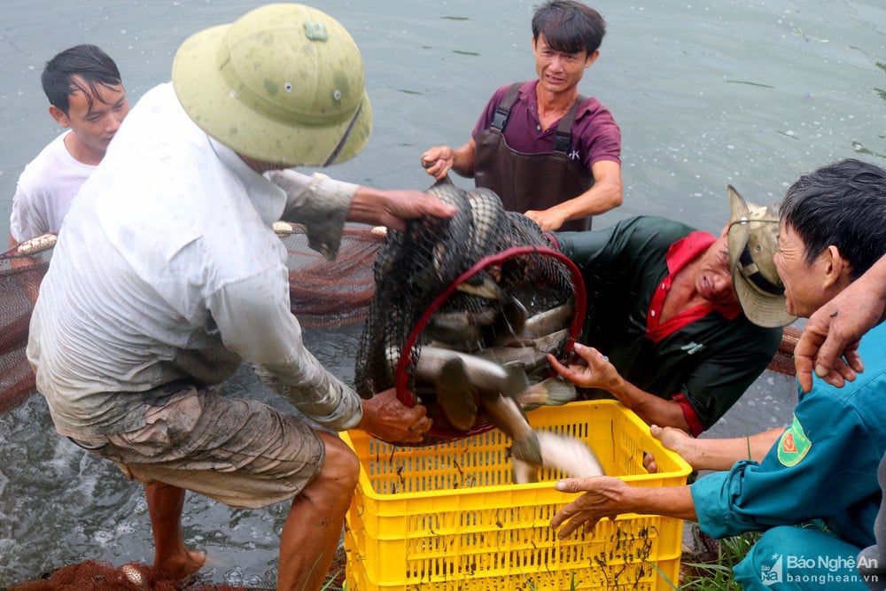 "Bí quyết" nuôi loài cá lóc mõm nhím chỉ trong 1,5 m nước, lãi hàng trăm triệu đồng/vụ - Ảnh 1. "Bí quyết" nuôi loài cá lóc mõm nhím chỉ trong 1,5 m nước, lãi hàng trăm triệu đồng/vụ - Ảnh 1.