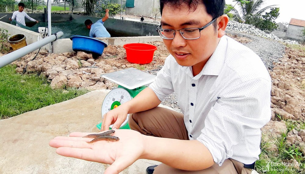 "Bí quyết" nuôi loài cá lóc mõm nhím chỉ trong 1,5 m nước, lãi hàng trăm triệu đồng/vụ - Ảnh 3. "Bí quyết" nuôi loài cá lóc mõm nhím chỉ trong 1,5 m nước, lãi hàng trăm triệu đồng/vụ - Ảnh 3.