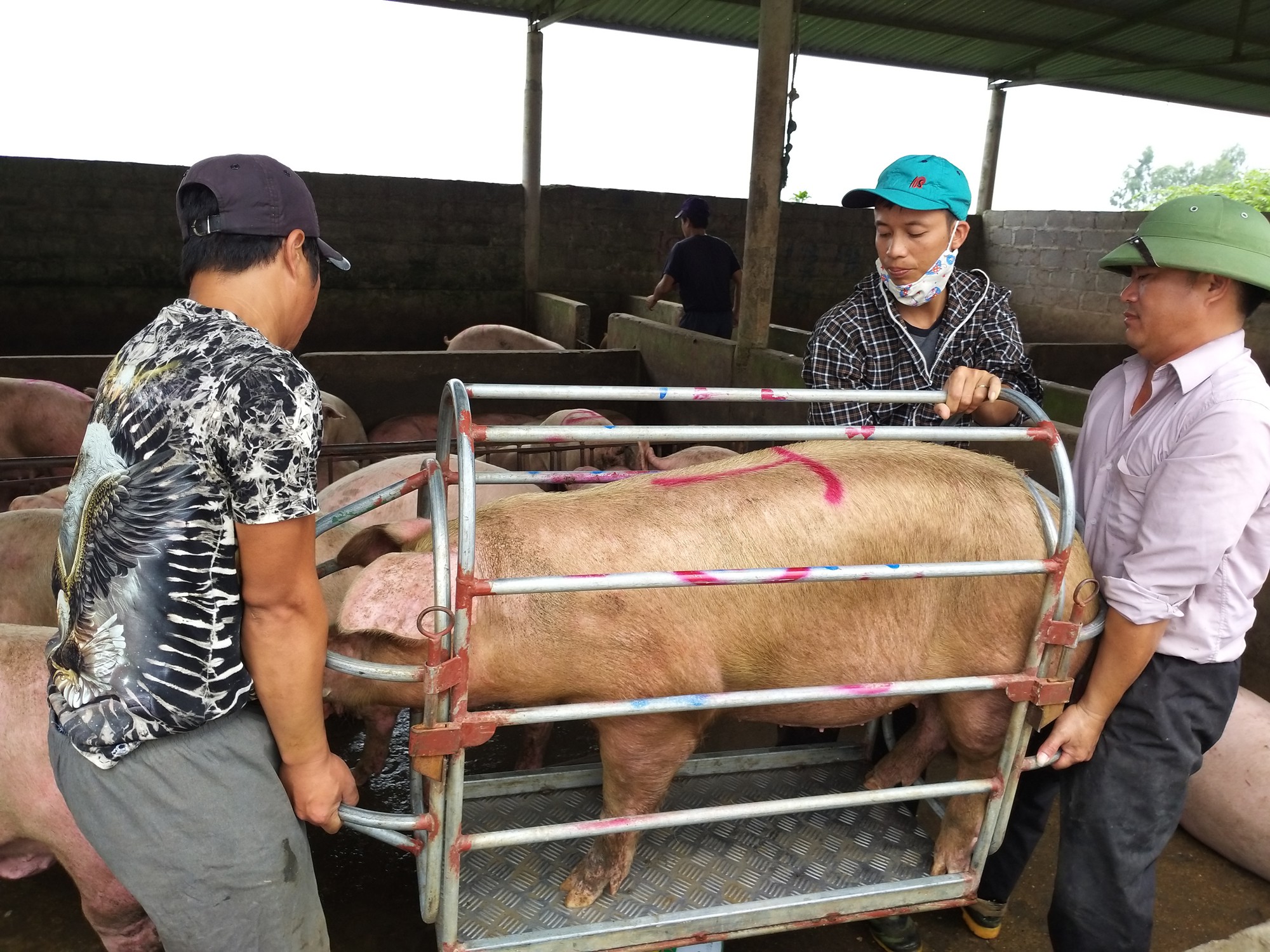 Giá heo hơi hôm nay 4/11: Cả nước tăng vù vù, lãi 5 triệu đồng/con - Ảnh 1. Giá heo hơi hôm nay 4/11: Cả nước tăng vù vù, lãi 5 triệu đồng/con - Ảnh 1.