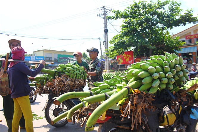 Thị trường trong, ngoài nước đều ưa thích chuối Mật mốc - Ảnh 1. Thị trường trong, ngoài nước đều ưa thích chuối Mật mốc - Ảnh 1.