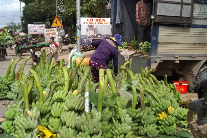 Thị trường trong, ngoài nước đều ưa thích chuối Mật mốc - Ảnh 2. Thị trường trong, ngoài nước đều ưa thích chuối Mật mốc - Ảnh 2.
