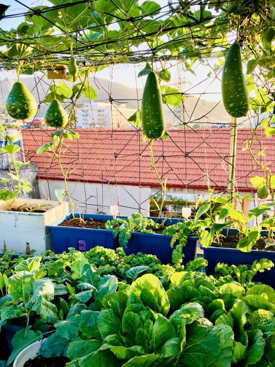 Ngắm vườn rau sân thượng 40 m2 "hoành tráng" như trang trại - Ảnh 2. Ngắm vườn rau sân thượng 40 m2 "hoành tráng" như trang trại - Ảnh 2.