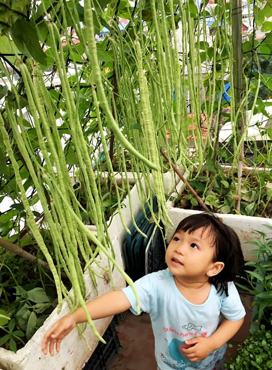 Ngắm vườn rau sân thượng 40 m2 "hoành tráng" như trang trại - Ảnh 6. Ngắm vườn rau sân thượng 40 m2 "hoành tráng" như trang trại - Ảnh 6.
