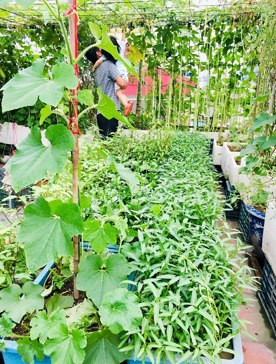 Ngắm vườn rau sân thượng 40 m2 "hoành tráng" như trang trại - Ảnh 9. Ngắm vườn rau sân thượng 40 m2 "hoành tráng" như trang trại - Ảnh 9.