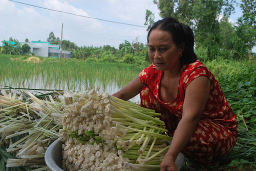 Cây dại bồn bồn trở thành đặc sản, giúp nông dân Đất Mũi khấm khá - Ảnh 3. Cây dại bồn bồn trở thành đặc sản, giúp nông dân Đất Mũi khấm khá - Ảnh 3.