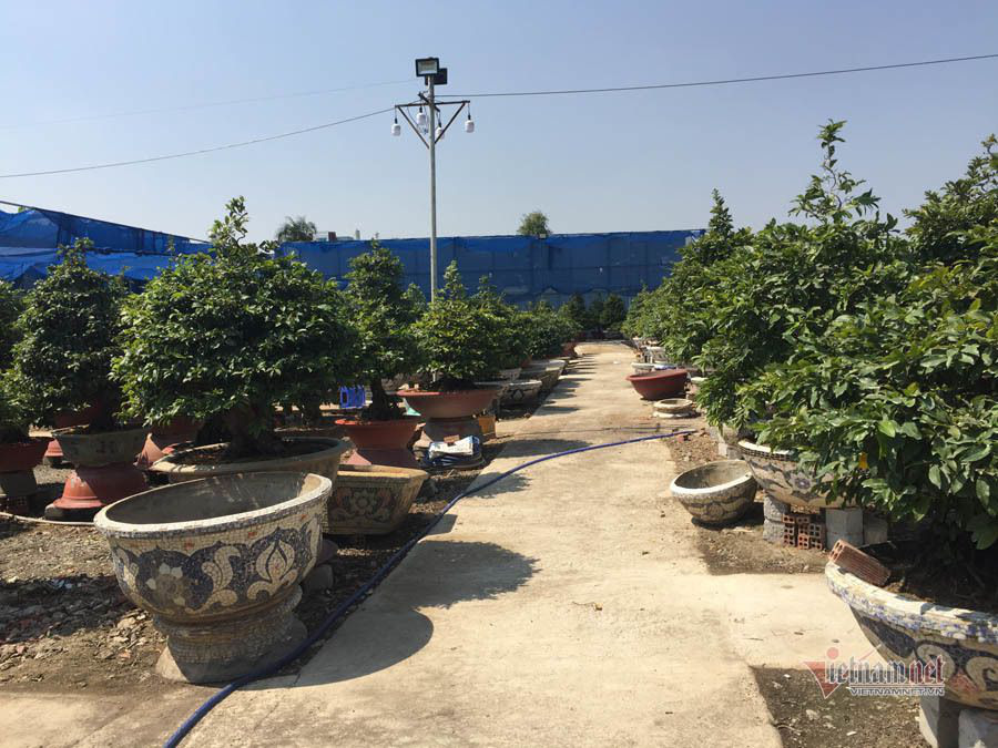 Cây mai nhỏ độc lạ ở Sài Gòn, khách trả 800 triệu đồng chưa bán - Ảnh 1. Cây mai nhỏ độc lạ ở Sài Gòn, khách trả 800 triệu đồng chưa bán - Ảnh 1.