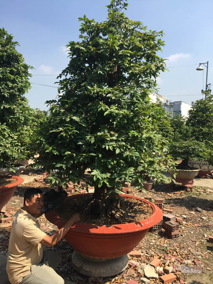 Cây mai nhỏ độc lạ ở Sài Gòn, khách trả 800 triệu đồng chưa bán - Ảnh 2. Cây mai nhỏ độc lạ ở Sài Gòn, khách trả 800 triệu đồng chưa bán - Ảnh 2.
