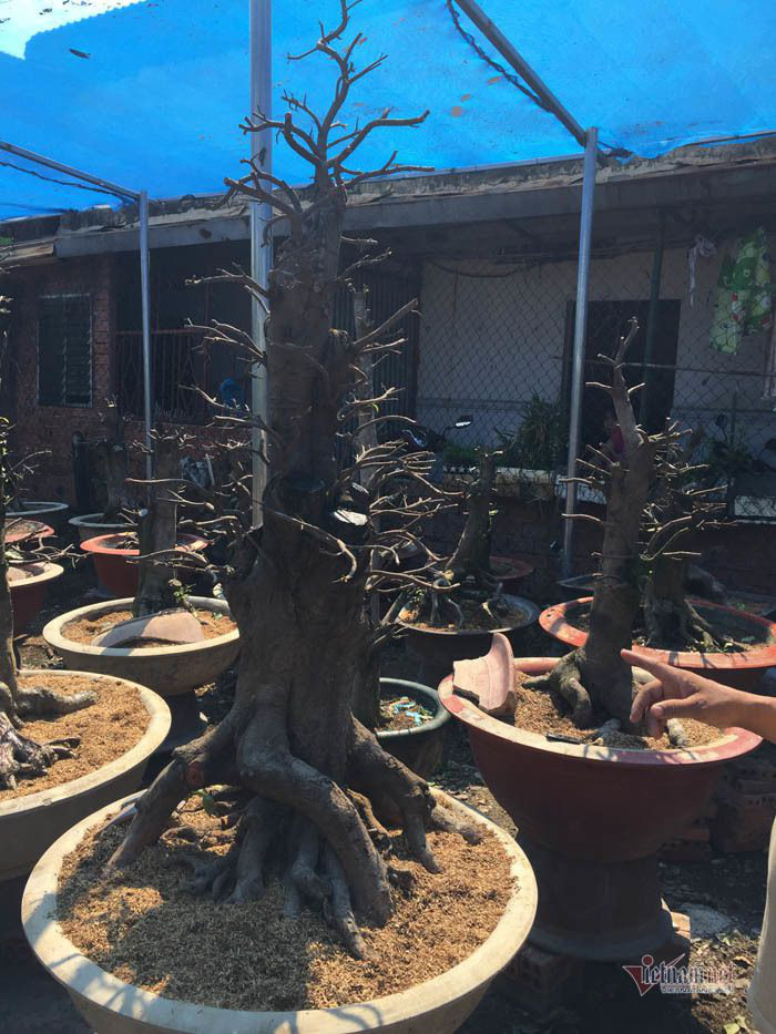 Cây mai nhỏ độc lạ ở Sài Gòn, khách trả 800 triệu đồng chưa bán - Ảnh 3. Cây mai nhỏ độc lạ ở Sài Gòn, khách trả 800 triệu đồng chưa bán - Ảnh 3.