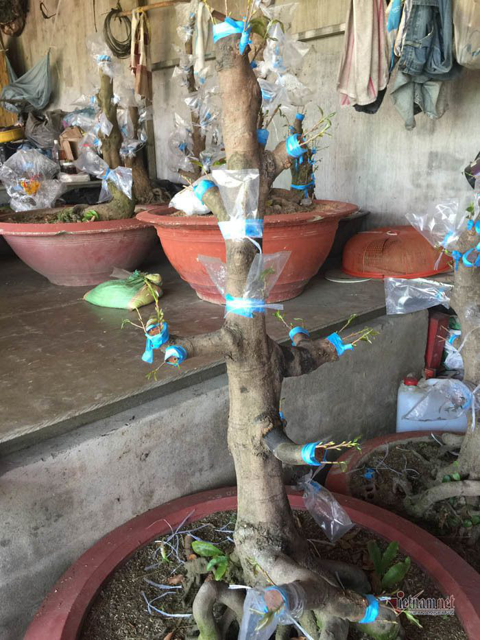 Cây mai nhỏ độc lạ ở Sài Gòn, khách trả 800 triệu đồng chưa bán - Ảnh 4. Cây mai nhỏ độc lạ ở Sài Gòn, khách trả 800 triệu đồng chưa bán - Ảnh 4.