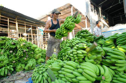 An Giang: Trồng 70ha chuối trên đất phèn, thu nhập hàng chục tỷ - Ảnh 1. An Giang: Trồng 70ha chuối trên đất phèn, thu nhập hàng chục tỷ - Ảnh 1.