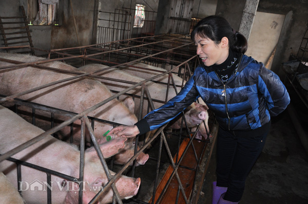 Giá heo hơi hôm nay 18/12: Thực hư có nơi cán mốc 100.000 đồng/kg? - Ảnh 1.