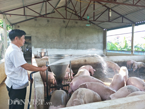 Giá heo hơi hôm nay 18/12: Thực hư có nơi cán mốc 100.000 đồng/kg? - Ảnh 2.