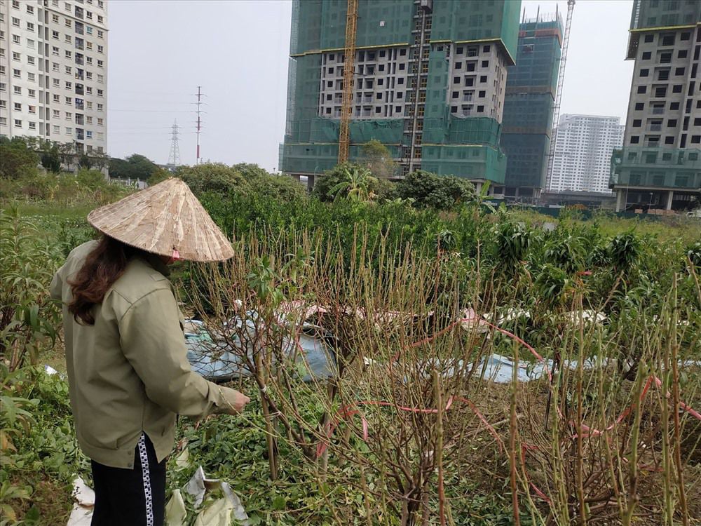 Người dân cay đắng nhìn hàng nghìn gốc đào bị chết khô khi Tết sắp về - Ảnh 10. Người dân cay đắng nhìn hàng nghìn gốc đào bị chết khô khi Tết sắp về - Ảnh 10.