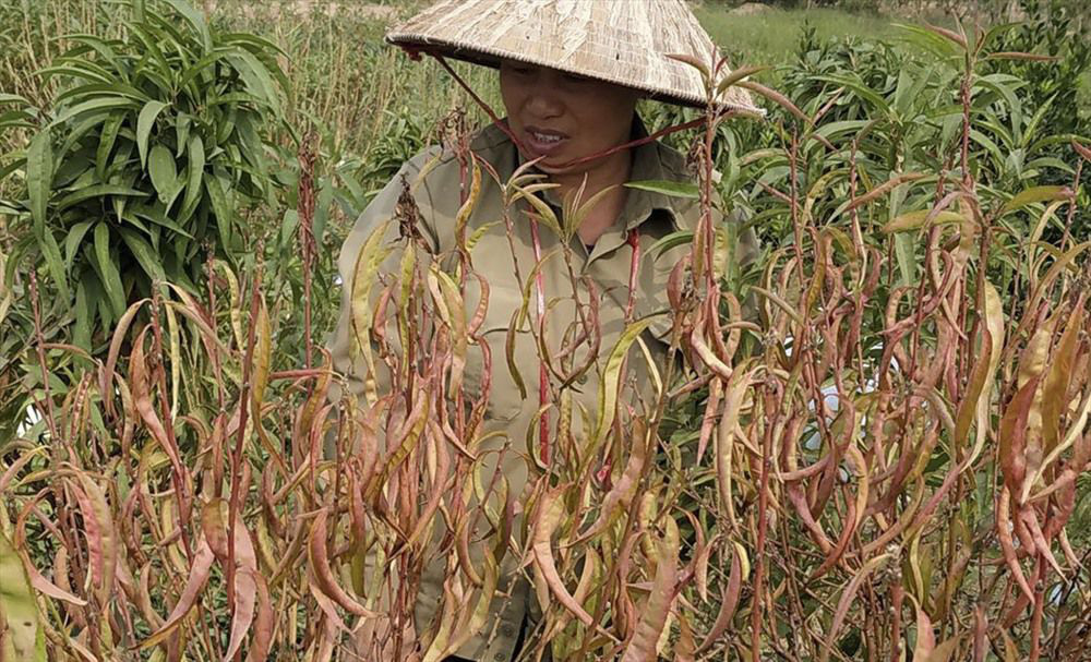 Người dân cay đắng nhìn hàng nghìn gốc đào bị chết khô khi Tết sắp về - Ảnh 5. Người dân cay đắng nhìn hàng nghìn gốc đào bị chết khô khi Tết sắp về - Ảnh 5.