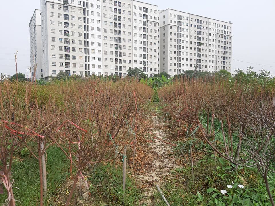 Người dân cay đắng nhìn hàng nghìn gốc đào bị chết khô khi Tết sắp về - Ảnh 8. Người dân cay đắng nhìn hàng nghìn gốc đào bị chết khô khi Tết sắp về - Ảnh 8.