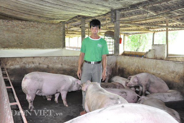 Giá heo hơi hôm nay 31/12: Một tuần giảm sốc 10.000 đồng/kg - Ảnh 1. Giá heo hơi hôm nay 31/12: Một tuần giảm sốc 10.000 đồng/kg - Ảnh 1.