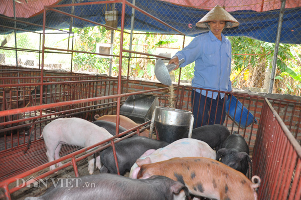 Giá heo hơi hôm nay 31/12: Một tuần giảm sốc 10.000 đồng/kg - Ảnh 2. Giá heo hơi hôm nay 31/12: Một tuần giảm sốc 10.000 đồng/kg - Ảnh 2.