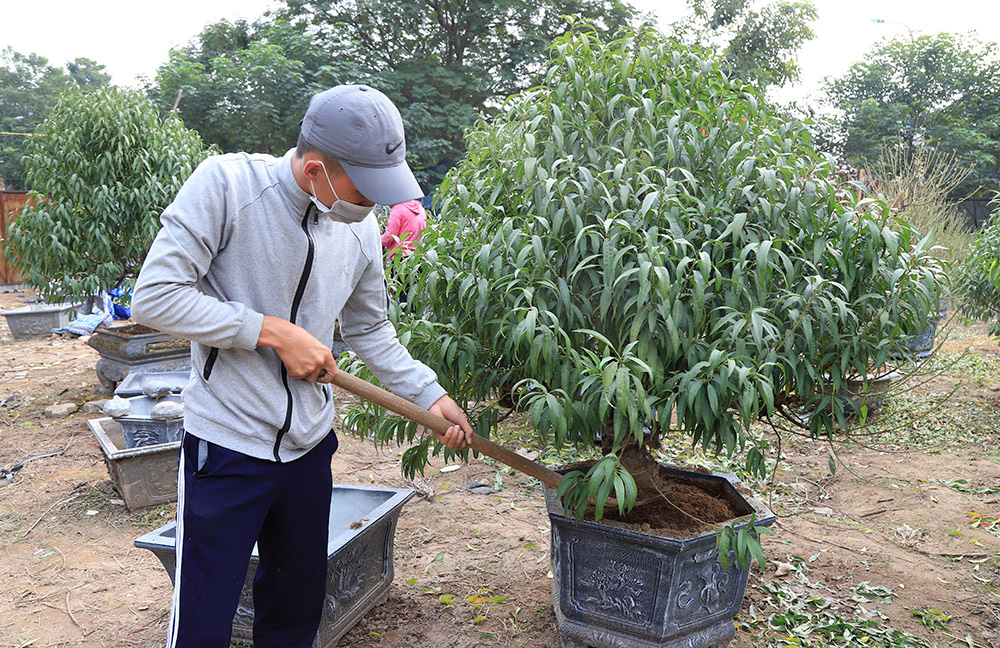 Đào, bưởi khủng "rục rịch" xuống phố sớm phục vụ Tết Canh Tý 2020 - Ảnh 5. Đào, bưởi khủng "rục rịch" xuống phố sớm phục vụ Tết Canh Tý 2020 - Ảnh 5.