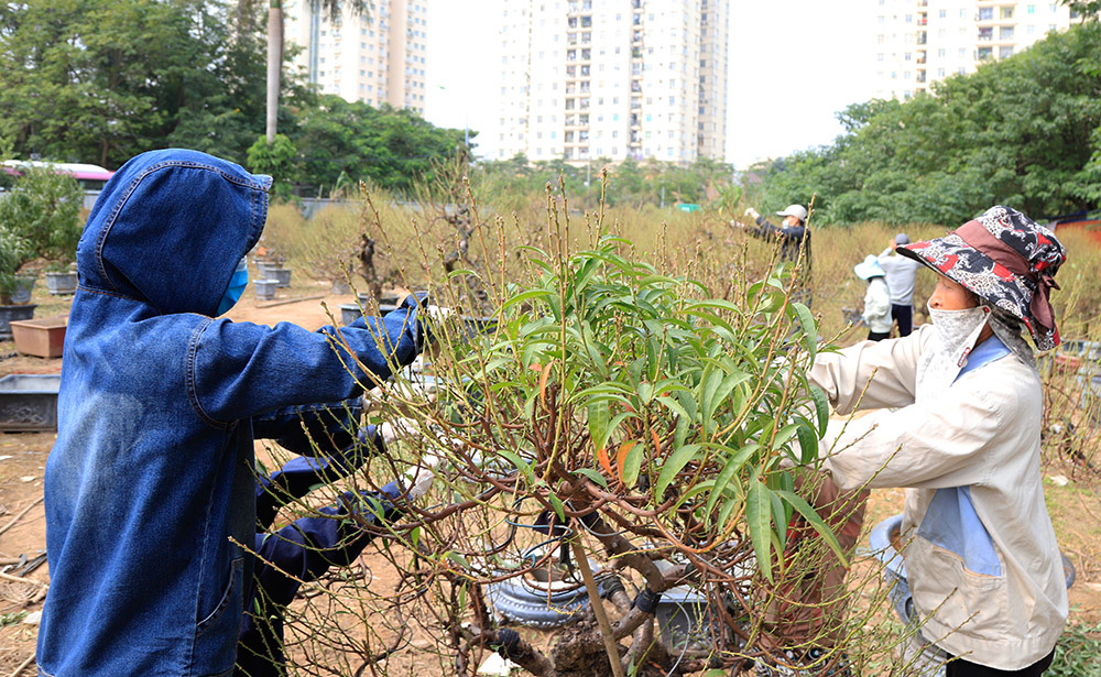 Đào, bưởi khủng "rục rịch" xuống phố sớm phục vụ Tết Canh Tý 2020 - Ảnh 2. Đào, bưởi khủng "rục rịch" xuống phố sớm phục vụ Tết Canh Tý 2020 - Ảnh 2.