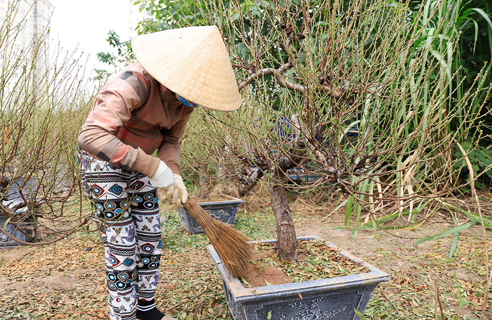 Đào, bưởi khủng "rục rịch" xuống phố sớm phục vụ Tết Canh Tý 2020 - Ảnh 4. Đào, bưởi khủng "rục rịch" xuống phố sớm phục vụ Tết Canh Tý 2020 - Ảnh 4.
