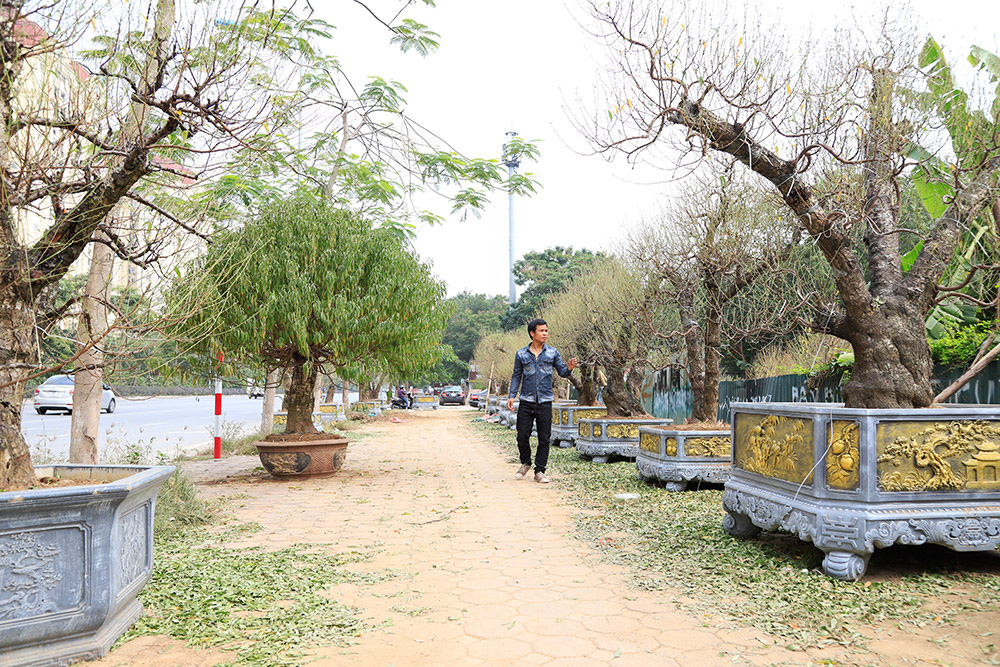Đào, bưởi khủng "rục rịch" xuống phố sớm phục vụ Tết Canh Tý 2020 - Ảnh 1. Đào, bưởi khủng "rục rịch" xuống phố sớm phục vụ Tết Canh Tý 2020 - Ảnh 1.