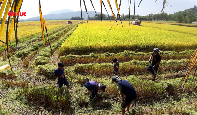 An Giang đẹp ngỡ ngàng mùa lúa chín - Ảnh 6.