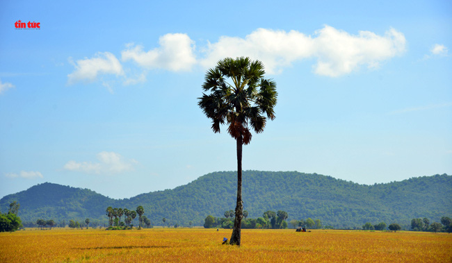 An Giang đẹp ngỡ ngàng mùa lúa chín - Ảnh 3.