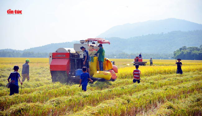 An Giang đẹp ngỡ ngàng mùa lúa chín - Ảnh 5.