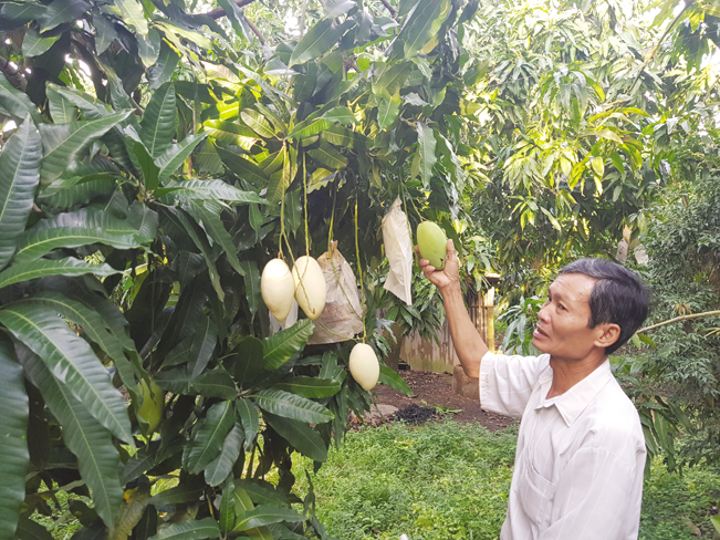 Ông Võ Hữu Hiền coi xoài là… bạn. Ông Võ Hữu Hiền coi xoài là… bạn.