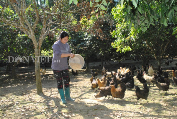Trang trại gà Mông đen của gia đình chị Nguyễn Lan Anh ở thôn Nậm Châu, xã Tà Chải, huyện Bắc Hà. Ảnh: Nguyễn Quỳnh Trang trại gà Mông đen của gia đình chị Nguyễn Lan Anh ở thôn Nậm Châu, xã Tà Chải, huyện Bắc Hà. Ảnh: Nguyễn Quỳnh