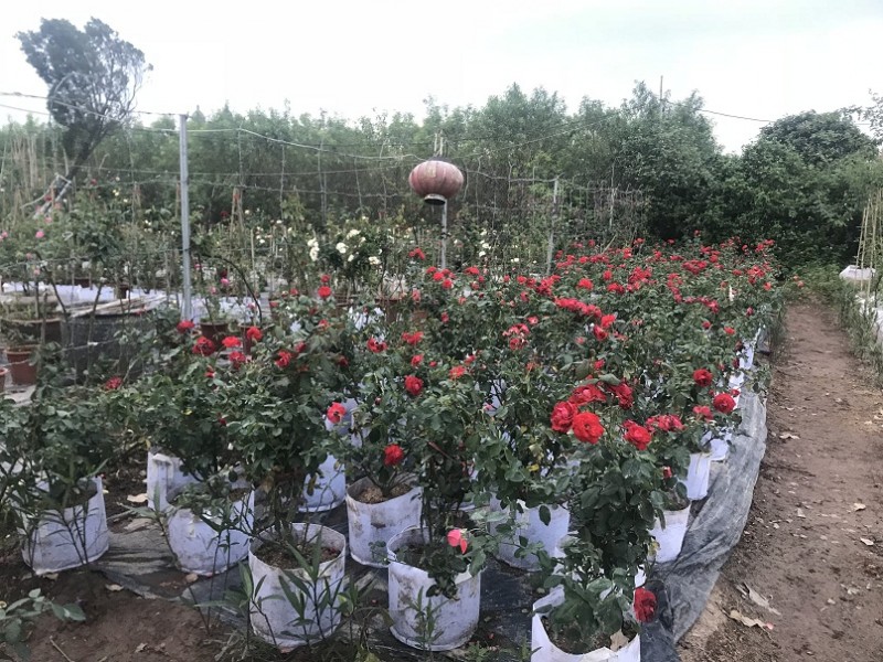 Về Hồng Vân đâu đâu đều là những cây cảnh, cây hoa được người dân chăm sóc phục vụ cho du lịch. Ảnh: Phương Ngân Về Hồng Vân đâu đâu đều là những cây cảnh, cây hoa được người dân chăm sóc phục vụ cho du lịch. Ảnh: Phương Ngân