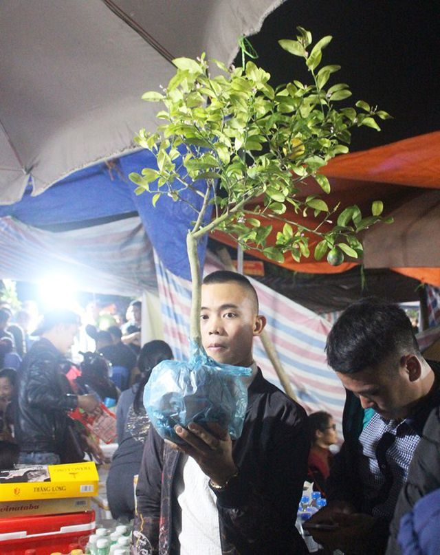Cây chanh loại nhỏ được du khách chuộng mua. Cây chanh loại nhỏ được du khách chuộng mua.