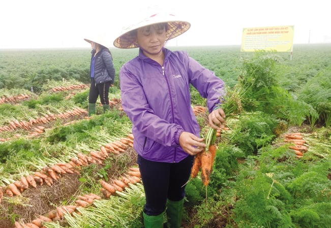 Với loại củ to, đều, dài từ 15-17cm sẽ được lựa chọn đưa đi xuất khẩu sang thị trường Nhật Bản, Hàn Quốc, Trung Quốc…; loại có mẫu mã xấu hơn sẽ được tiêu thụ trong nước và dùng chế biến. Với loại củ to, đều, dài từ 15-17cm sẽ được lựa chọn đưa đi xuất khẩu sang thị trường Nhật Bản, Hàn Quốc, Trung Quốc…; loại có mẫu mã xấu hơn sẽ được tiêu thụ trong nước và dùng chế biến.